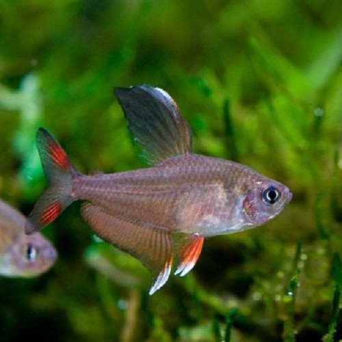 Hyphessobrycon rosaceus